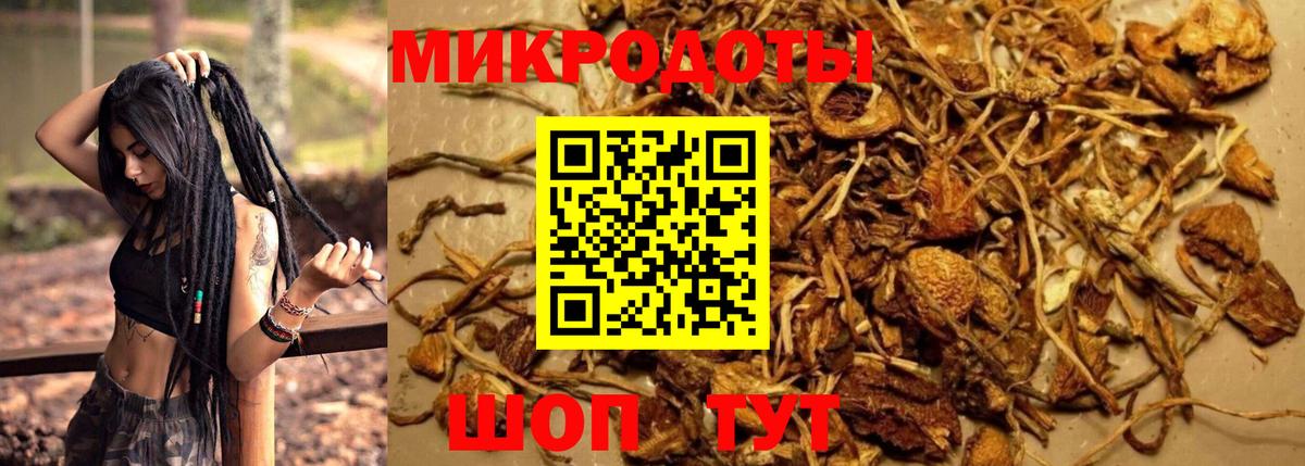Псилоцибиновые грибы Psilocybine cubensis Владикавказ